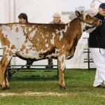 Stella Results in All Breeds at Adelaide Royal