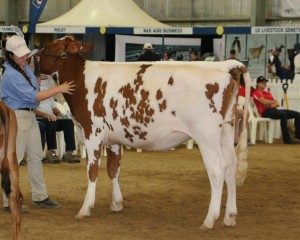 Top Price 2015 IDW Elite Ayrshire Sale