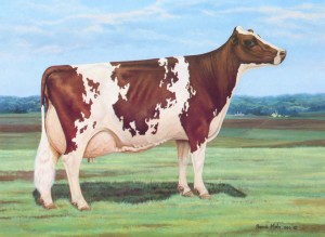 Ideal Ayrshire Cow