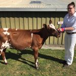 2018 Tasmanian Calf Day Results